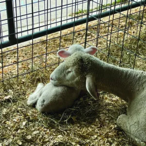 Fair welcomes new born